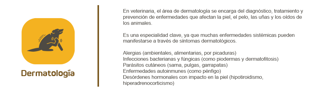 Dermatología veterinaria: cuidados y tratamientos para la piel de perros y gatos.