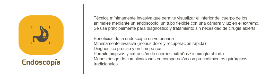 ndoscopía veterinaria: diagnóstico mínimamente invasivo para mascotas.