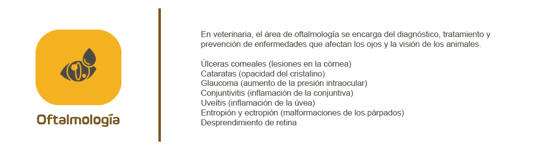 Oftalmología veterinaria: diagnóstico y tratamiento de enfermedades oculares en mascotas